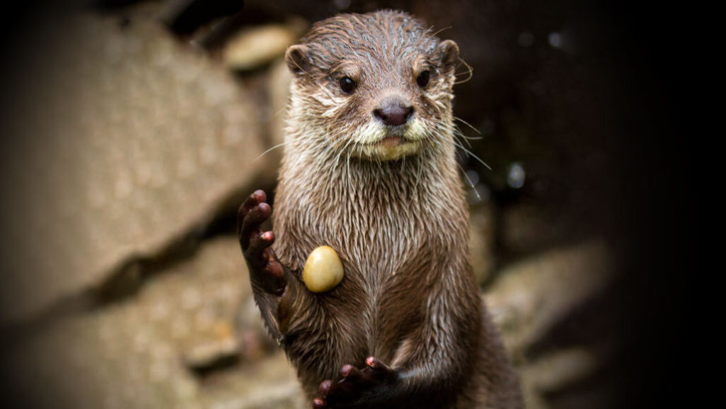 otter-juggler photo