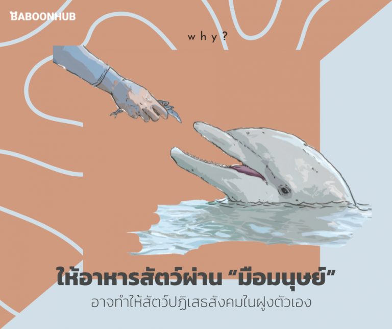 ให้อาหารสัตว์ผ่าน “มือมนุษย์”